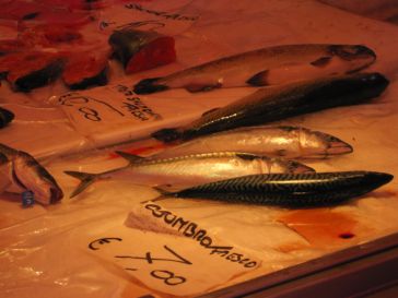 Fish